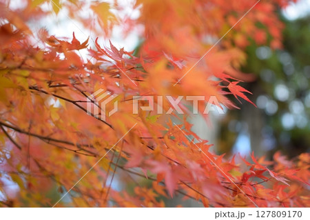 秋の紅葉したモミジ 秋の紅葉したモミジ 127809170