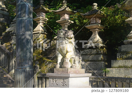 香川県金刀比羅宮桜馬場西詰銅鳥居前の狛犬-2 127809180