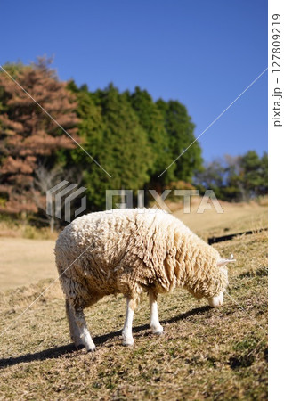 草を食む羊 127809219