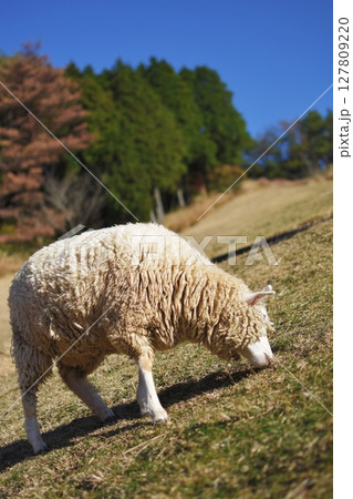 草を食む羊 127809220