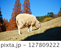 草を食む羊 127809222