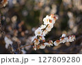 白い梅の花 127809280