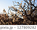 白い梅の花 127809282