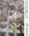 桜のある風景 127809283