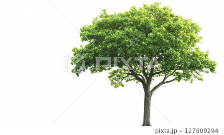 Lush Green Tree Stands Tall Against White Background, Growth and Tranquility. 127809294