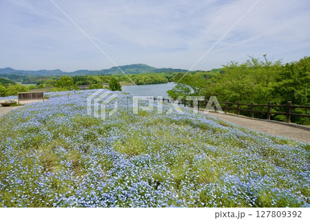るるパーク(大分農業文化公園)のネモフィラ畑(2025年) るるパーク(大分農業文化公園)のネモフィラ畑(2025年) 127809392