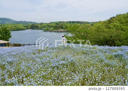 るるパーク（大分農業文化公園）のネモフィラ畑（2025年） 127809393