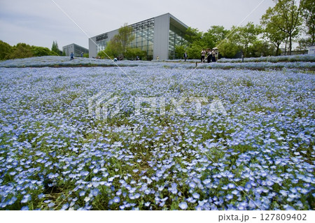 るるパーク（大分農業文化公園）のネモフィラ畑（2025年） 127809402