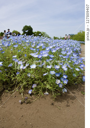 るるパーク(大分農業文化公園)のネモフィラ畑(2025年) るるパーク(大分農業文化公園)のネモフィラ畑(2025年) 127809407