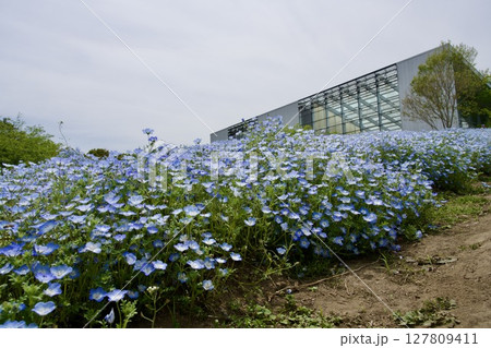るるパーク（大分農業文化公園）のネモフィラ畑（2025年） 127809411