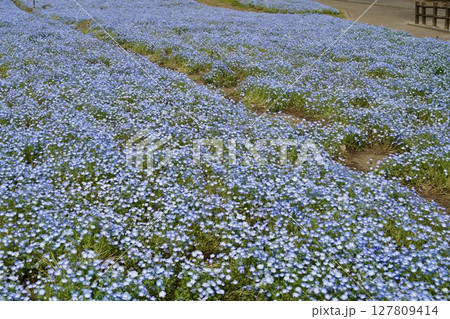 るるパーク(大分農業文化公園)のネモフィラ畑(2025年) るるパーク(大分農業文化公園)のネモフィラ畑(2025年) 127809414