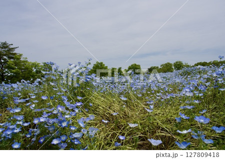 るるパーク(大分農業文化公園)のネモフィラ畑(2025年) るるパーク(大分農業文化公園)のネモフィラ畑(2025年) 127809418