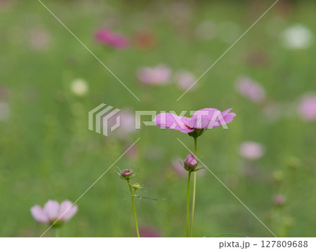 可憐なピンクのコスモス 127809688