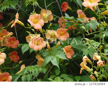 ノウゼンカズラの花 127810064