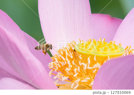 蓮の花にとまるミツバチ 蓮の花にとまるミツバチ 127810069