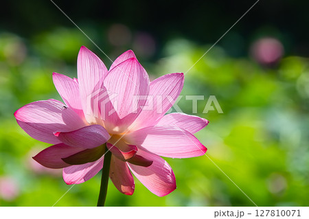 日を浴びる美しい蓮の花 日を浴びる美しい蓮の花 127810071