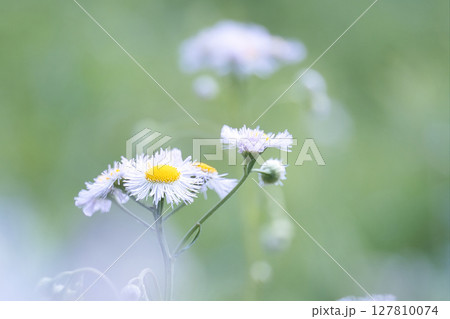 白いハルジオン 127810074