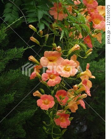 ノウゼンカズラの花 127810075