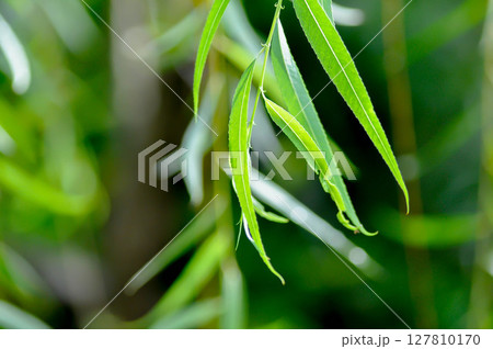 Salix babylonica var or pekinensis or Pendula or Weeping Willow or Salix babylonica L, SALICACEAE 127810170