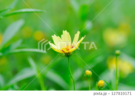 Coreopsis basalis, Asteraceae or Coreopsis or Coreopsis lanceolata or Coreopsis tinctoria Nutt or Plains Coreopsis or Plains Tickseed or yellow flower Coreopsis basalis, Asteraceae or Coreopsis or Coreopsis lanceolata or Coreopsis tinctoria Nutt or Plains Coreopsis or Plains Tickseed or yellow flower 127810171