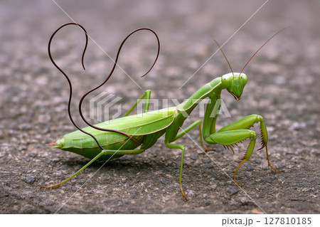 ハリガネムシに寄生されたオオカマキリ 127810185
