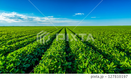 現代の持続可能な農業畑 127810197