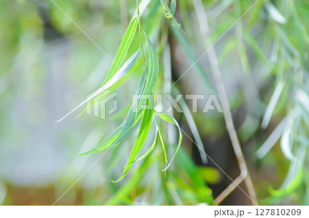 Salix babylonica var or pekinensis or Pendula or Weeping Willow or Salix babylonica L, SALICACEAE Salix babylonica var or pekinensis or Pendula or Weeping Willow or Salix babylonica L, SALICACEAE 127810209