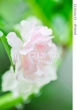 pink rose or Garden roses , zaide rose or William Christie Rose or Mary Rose or Rosa damascena Mill or Rose or Damask rose or Rosaceae 127810212