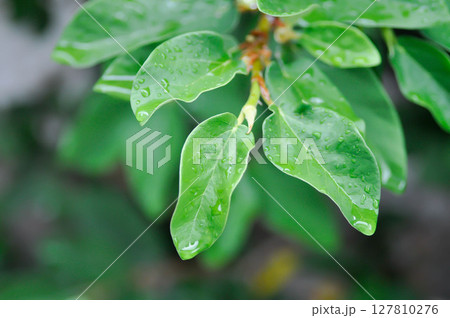 ficus pumila or climbing fig or MORACEAE and rain droplet ficus pumila or climbing fig or MORACEAE and rain droplet 127810276