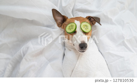 Jack Russell Terrier Wrapped in Towel with Cucumbers on Eyes. Dog Spa.  127810530