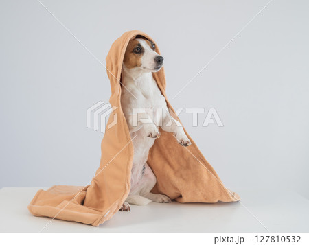 Jack Russell Terrier dog wrapped in towel on white background. Jack Russell Terrier dog wrapped in towel on white background. 127810532