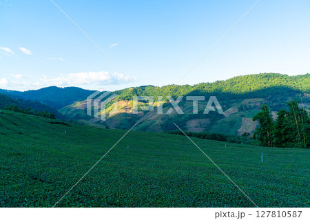 tea plantation and green tea plantation 127810587