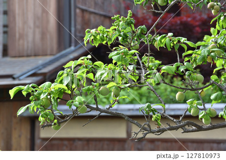 白川の梅 127810973