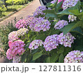 紫陽花大輪 127811316