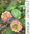かわいい小花 127811317