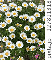 素朴な花 127811318