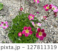 美しい小花 127811319