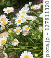 お花生き生き 127811320