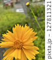 目を引くお花 127811321