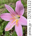 お星様のようなお花 127811322
