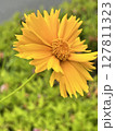 一輪の花 127811323