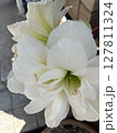 豪華な花びらのお花 127811324