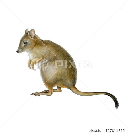 Woylie hand drawn watercolor illustration on white background. Brush-tailed bettong Australian native marsupial endemic mammal. Bettongia penicillata endangered animal vintage style illustration Woylie hand drawn watercolor illustration on white background. Brush-tailed bettong Australian native marsupial endemic mammal. Bettongia penicillata endangered animal vintage style illustration 127811755
