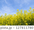青空の下の満開の菜の花　見上げる構図 127811780