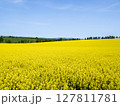 広大な大地に広がる一面の菜の花畑 127811781