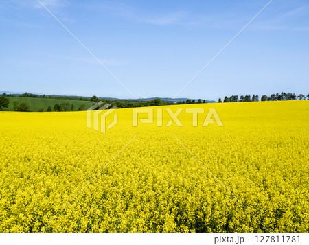 広大な大地に広がる一面の菜の花畑 127811781