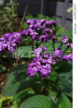 紫の花ヘリオトロープ 紫の花ヘリオトロープ 127811877