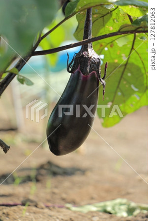 ナスの栽培 127812063