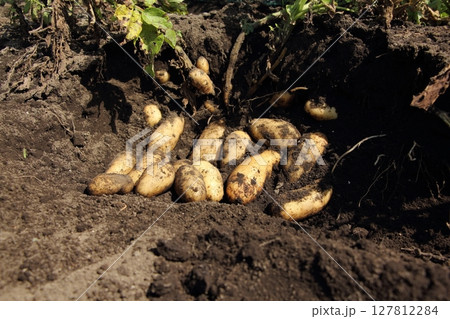 ジャガイモの収穫（メークイン） 127812284