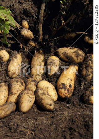 ジャガイモの収穫（メークイン） 127812285